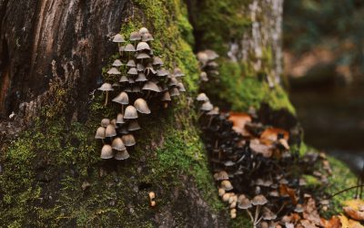 Gather Well Psychedelics Tuition Philosophy