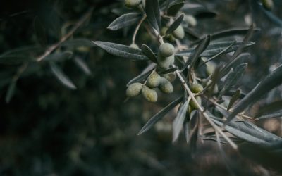 Collective Wounds & How We Are Meeting This Moment