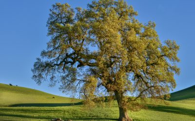 Gather Well’s Intent and Vision for a Transformational Ethics Infrastructure