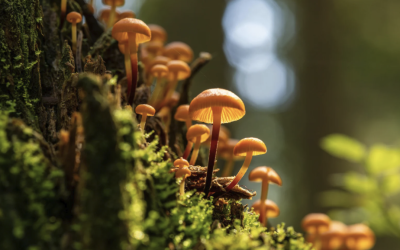 How Gather Well Teaches Ethics in Psychedelic Guiding